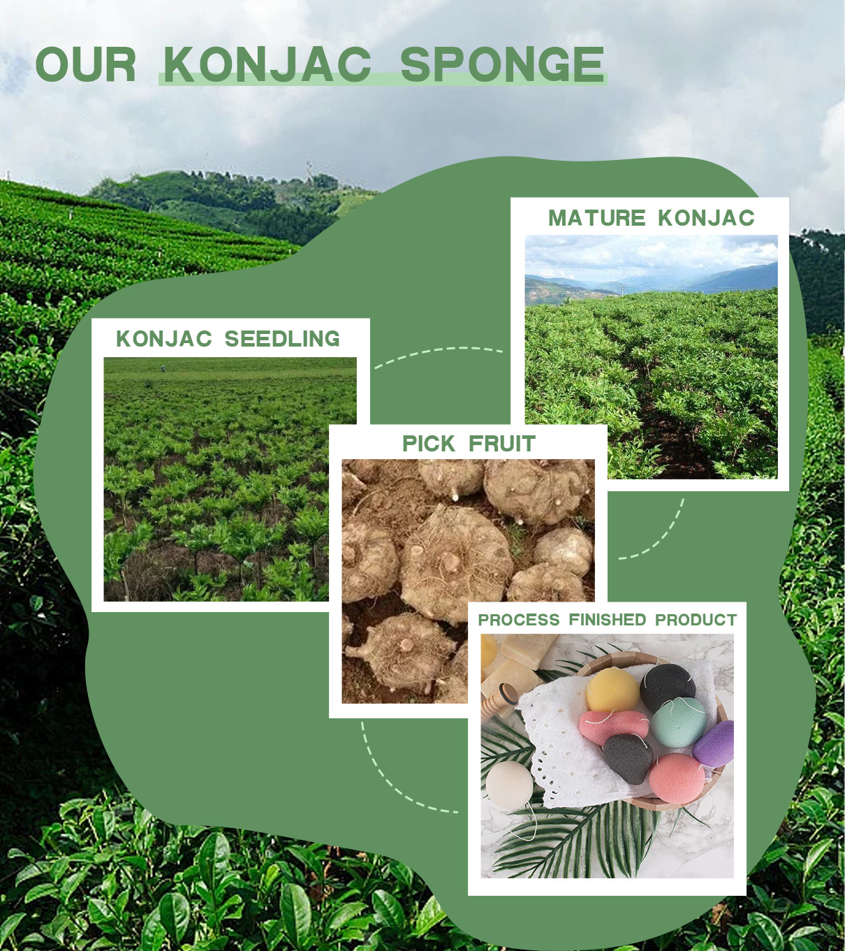 Latest company case about Konjac Sponges Are Derived From The Tuber Of The Plant Konjac